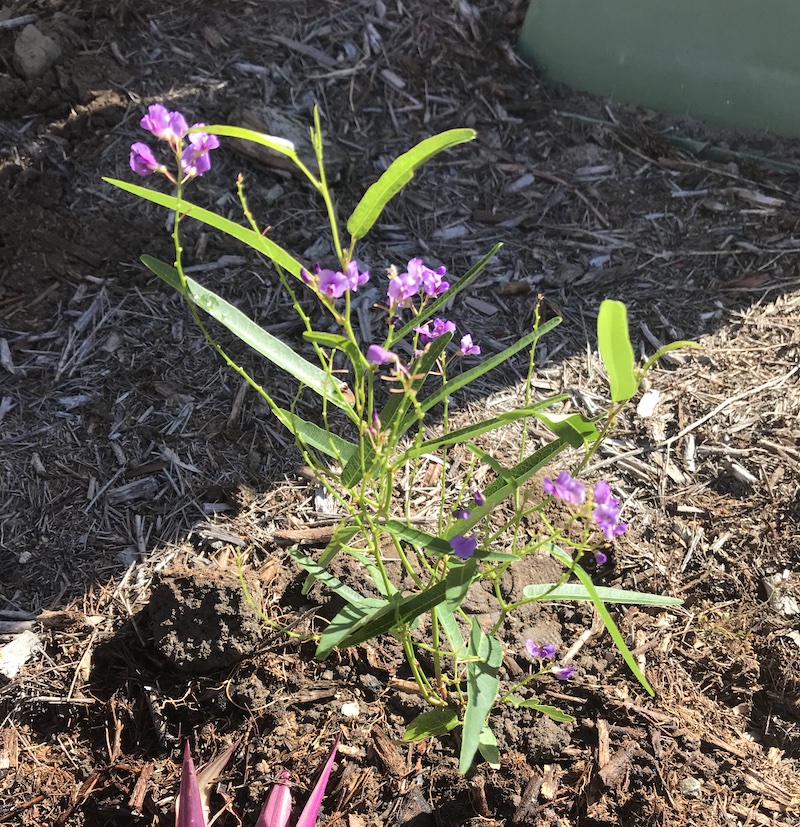 hardebergia